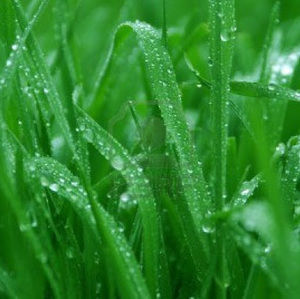 Meet your Posher, Ariel